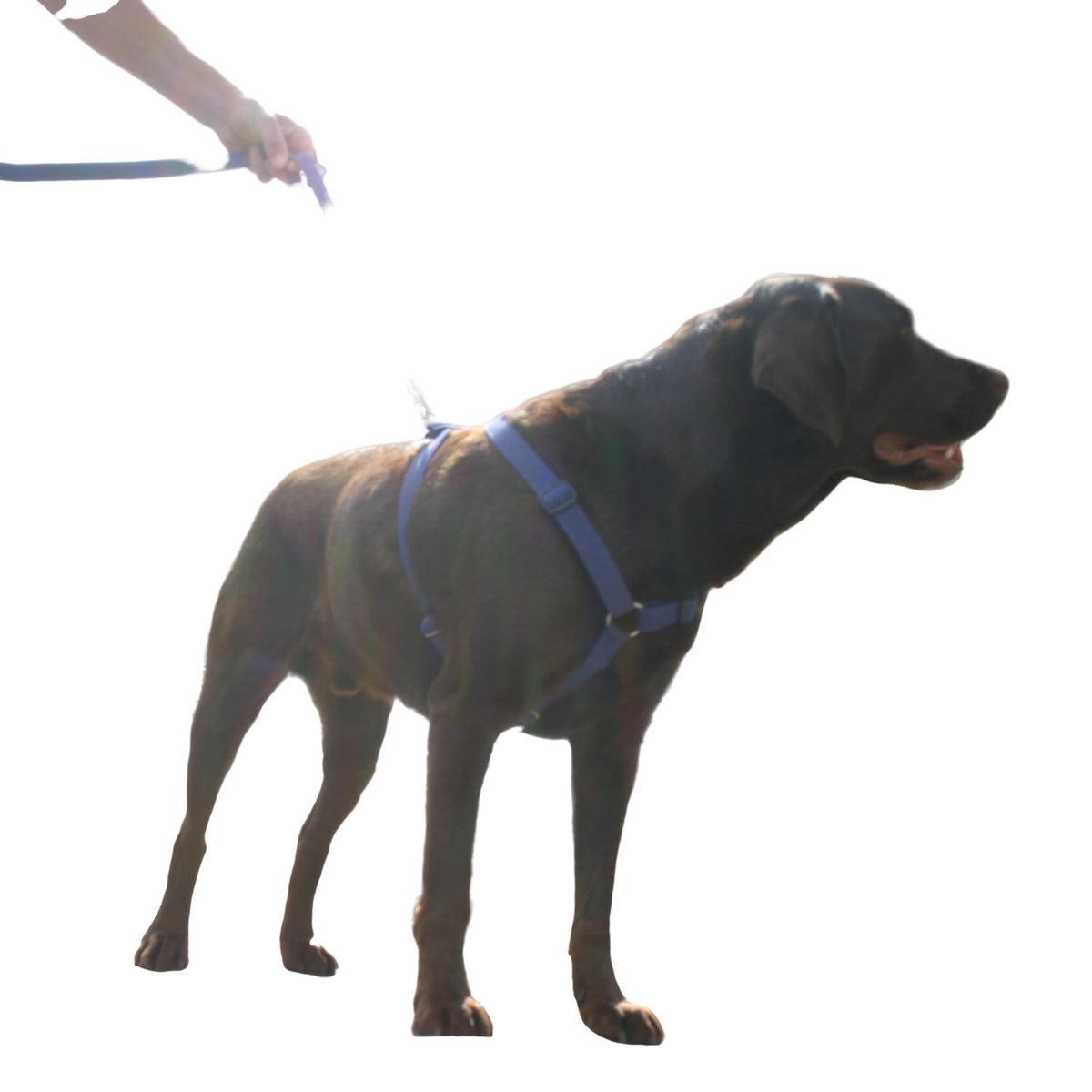 Blue harness clearance for dogs